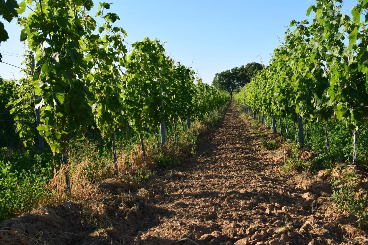 Ferienhaus & Weingut Am Steingebiss Billigheim-Ingenheim Ngoại thất bức ảnh
